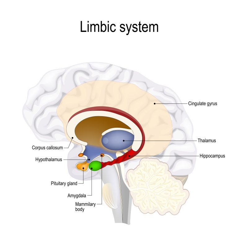 Diagram of the limbic system.